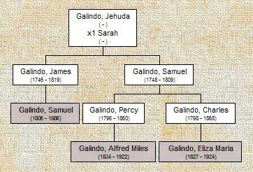 Galindo tree